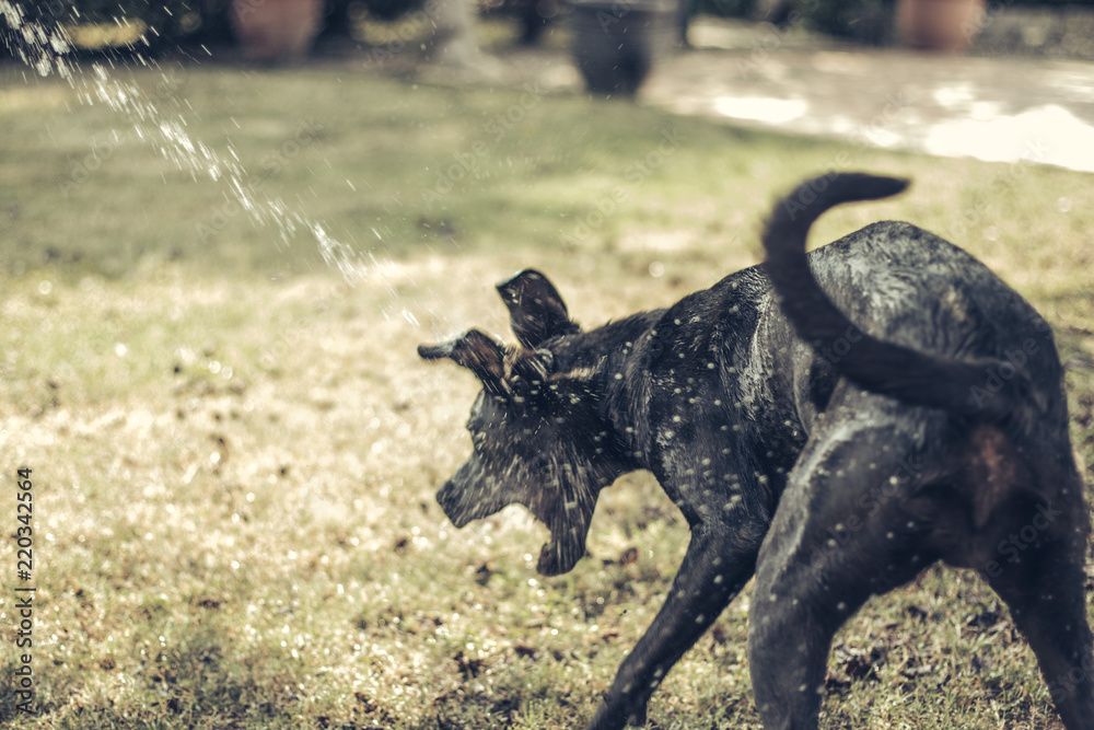 Fototapeta premium L Black german dog breed playing with water