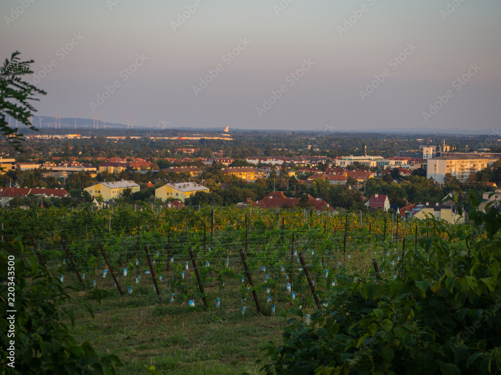 Vineyard and cityscape