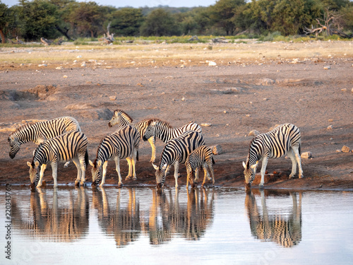 Damara zebra herd  Equus burchelli antiquorum  near waterhole  Etosha National Park  Namibia