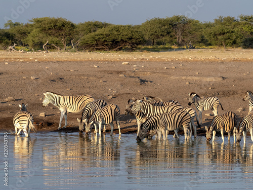 Damara zebra herd  Equus burchelli antiquorum  near waterhole  Etosha National Park  Namibia