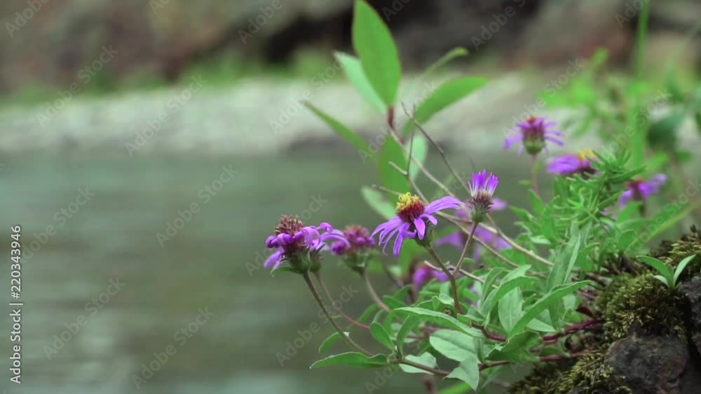 A slow motion shot of purple/pink flowers blowing in the wind in the foreground, with a river running in the background.