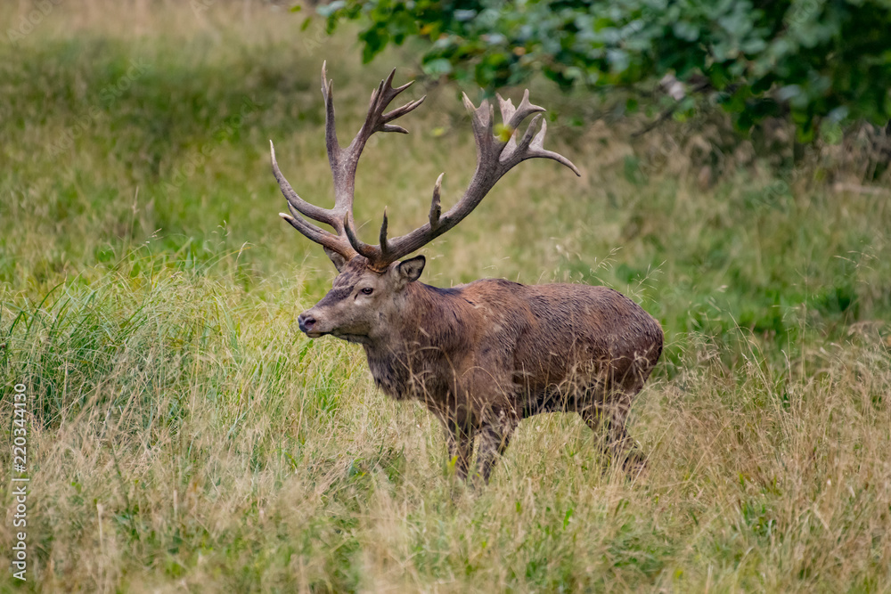 Obraz premium Red Deer Stags (Cervus elaphus)