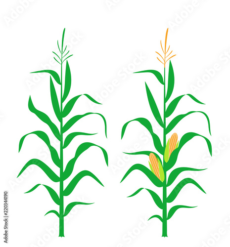 Corn stalk. Isolated corn on white background 