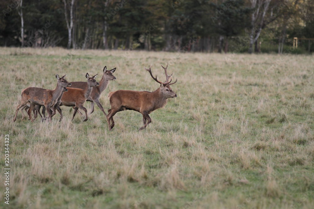 Fototapeta premium Deers