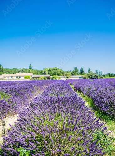 Champs de lavande.