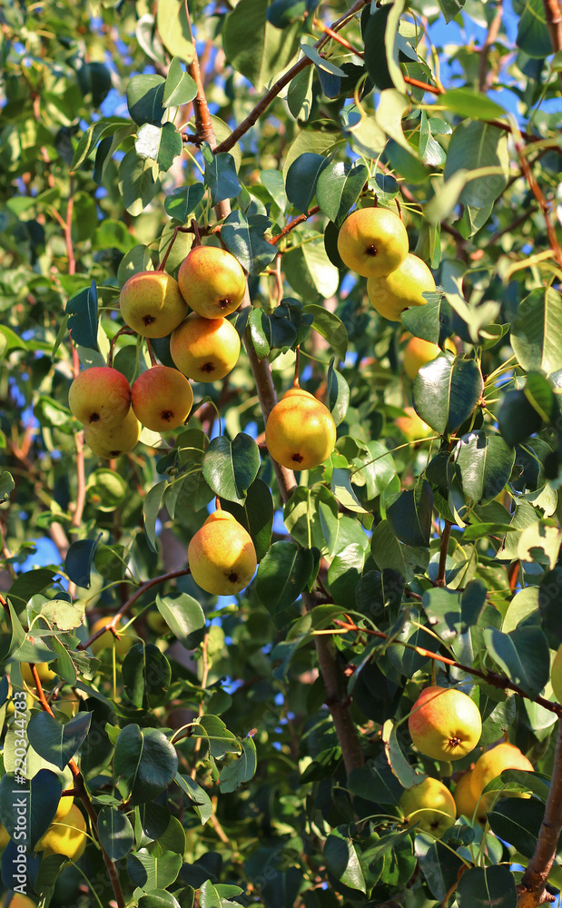 ripe juicy pears on a branch in the garden in sunlight