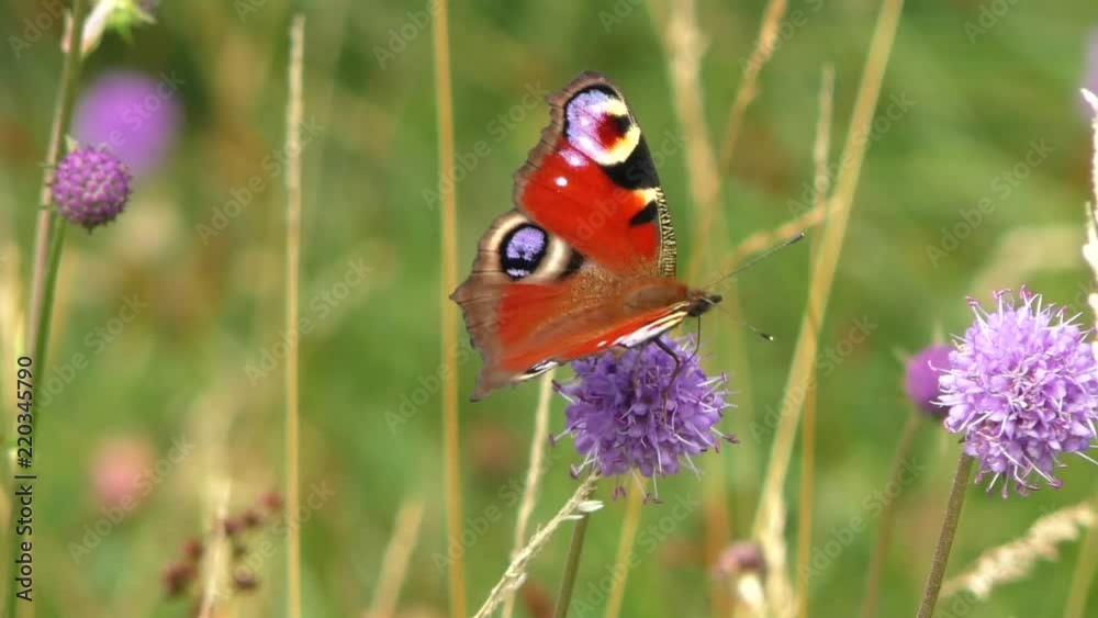 Peacock butterfly feeding on devil's-bit scabious plant in wildflower Meadow at Augill pasture nature reserve Cumbria.