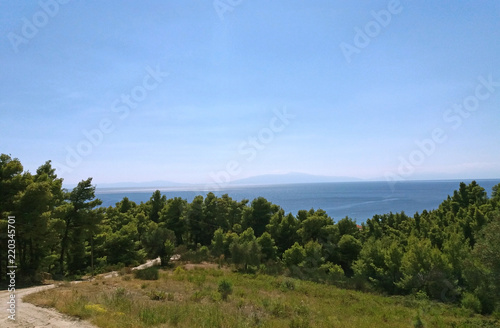 Beautiful landscape in a pine forest, the sea is visible