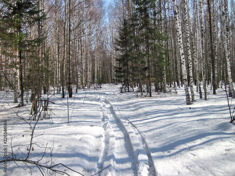 Spring in taiga Spring in taiga