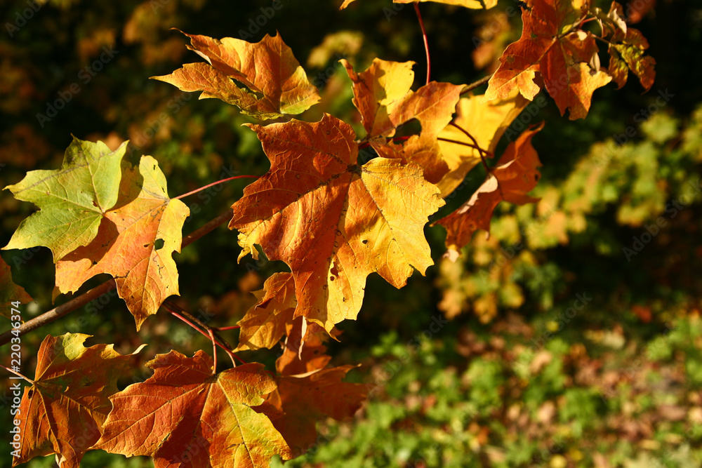 Fototapeta premium autumn in Denmark
