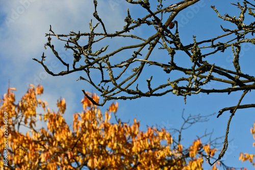 Nature at the SCION DTU research park in Hørsholm- Birkerød
