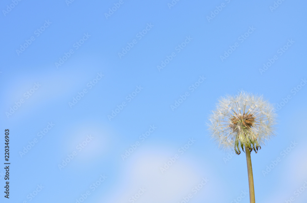 タンポポの綿毛 青空
タンポポの綿毛 青空