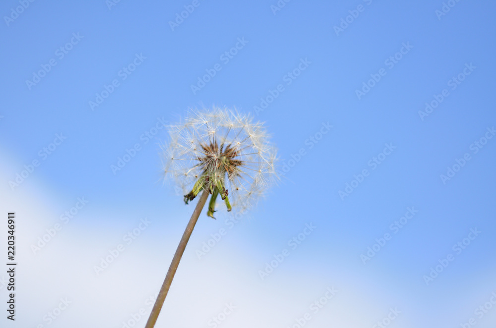 タンポポの綿毛　青空

