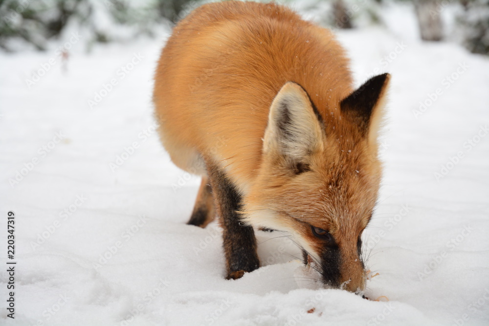 winter fox forest winter fox forest
