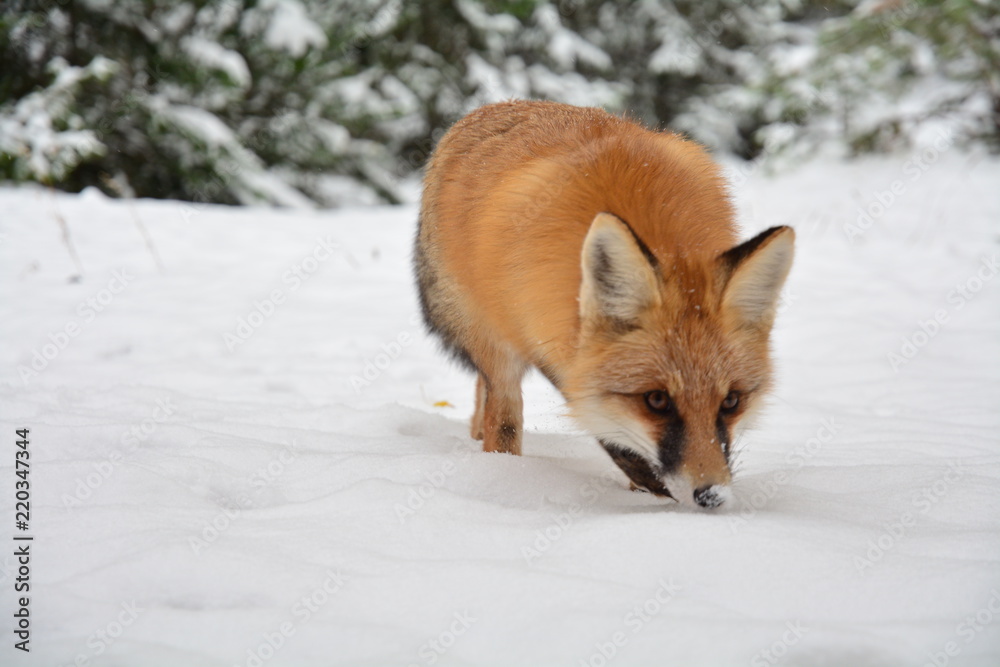 winter fox forest winter fox forest