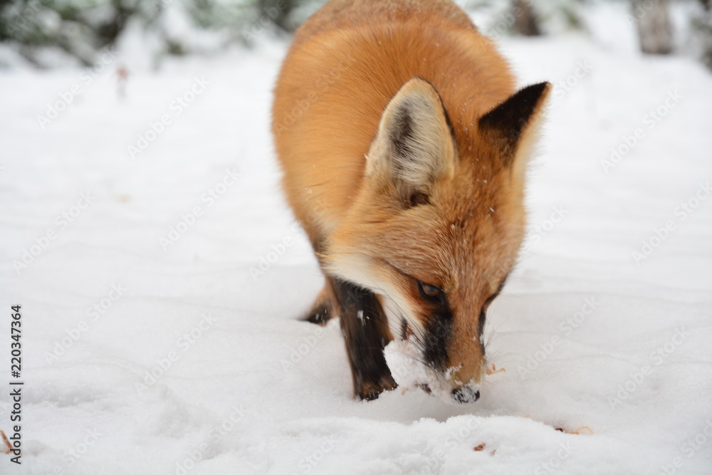 Obraz premium winter fox forest