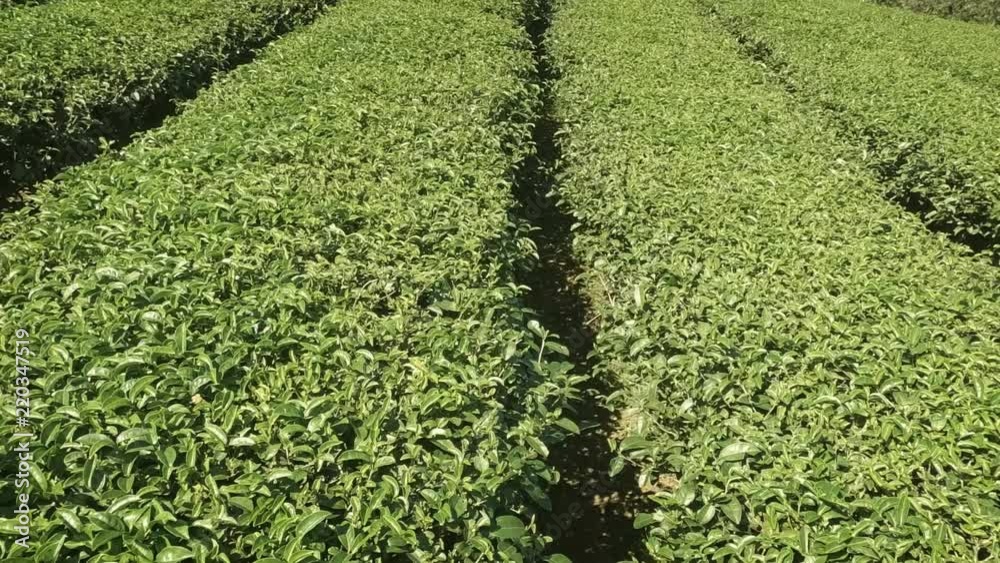 Tea Bushes in Neat Rows on Farm in Chiang Mai. FullHD footage Tea Bushes in Neat Rows on Farm in Chiang Mai. FullHD footage