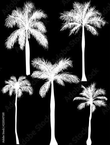 five palm silhouettes isolated on black