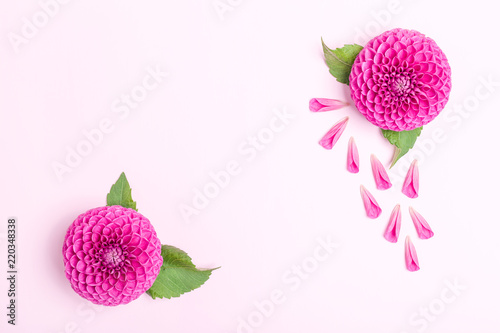 Fototapeta Naklejka Na Ścianę i Meble -  Dahlia ball-barbarry and petals with green leaves - top view on pink bright summer flower