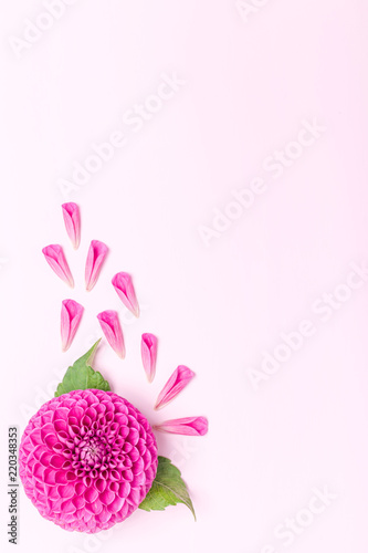 Fototapeta Naklejka Na Ścianę i Meble -  Dahlia ball-barbarry and petals with green leaves - top view on pink bright summer flower