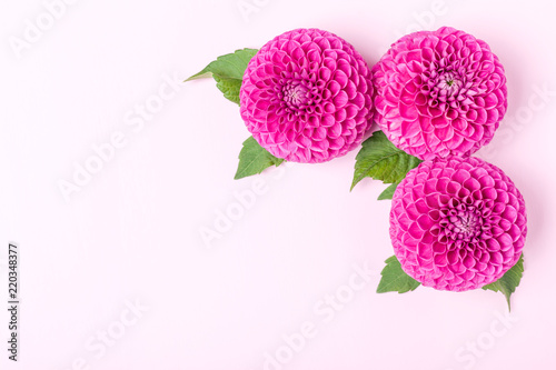 Fototapeta Naklejka Na Ścianę i Meble -  Dahlia ball-barbarry flowers with green leaves and buds.