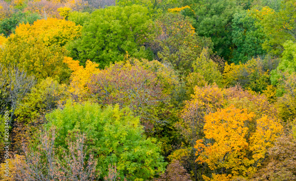 Yellow trees in autumn. View from above.