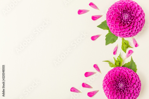 Fototapeta Naklejka Na Ścianę i Meble -  Dahlia ball-barbarry flowers with green leaves and buds.