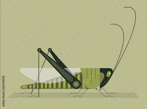 Grasshopper