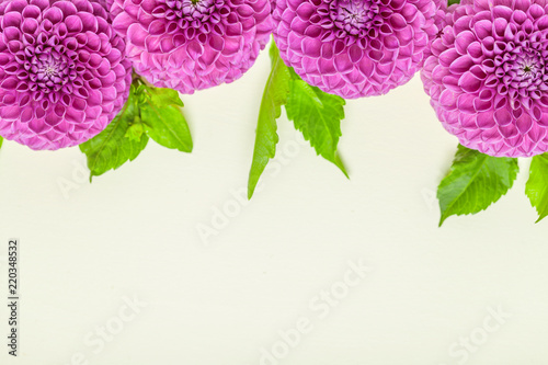 Fototapeta Naklejka Na Ścianę i Meble -  Dahlia ball-barbarry border frame - top view on violet fresh flowers with green leaves and buds.