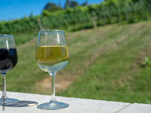 A glass of white wine sitting on outdoor wall in front of winery plantation