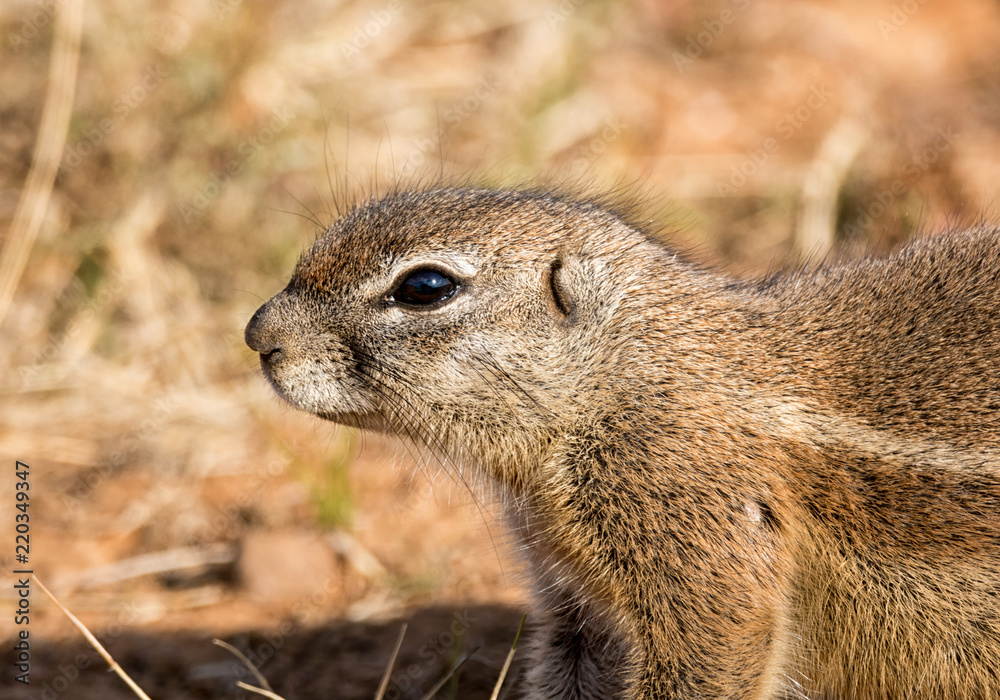 Fototapeta premium African Ground Squirrel
