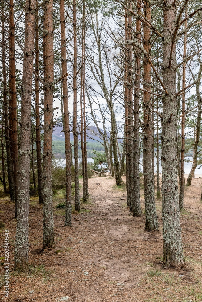Path through the woods leading to the beach in Lake Morlich of the Scottish Highlands Path through the woods leading to the beach in Lake Morlich of the Scottish Highlands