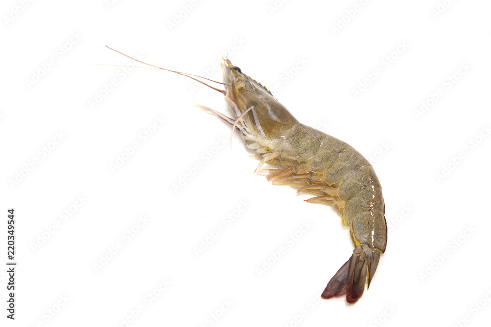 One raw shrimp  on white