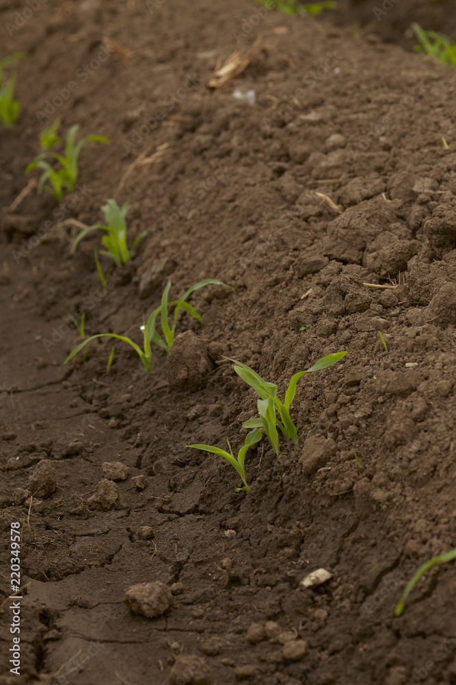 Rows Corn of Crops Growing Rows Corn of Crops Growing