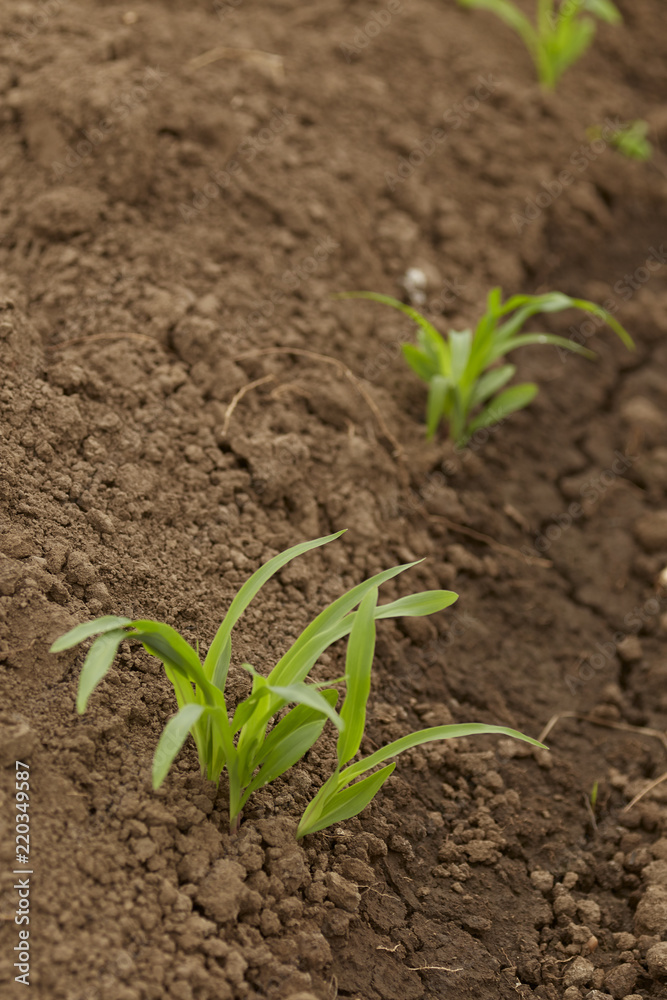 Rows Corn of Crops Growing Rows Corn of Crops Growing