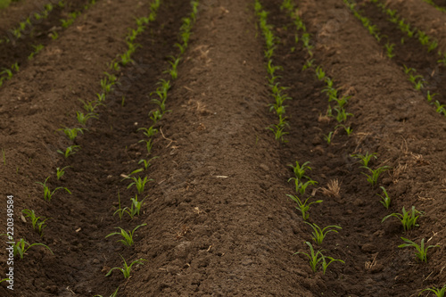 Rows Corn of Crops Growing