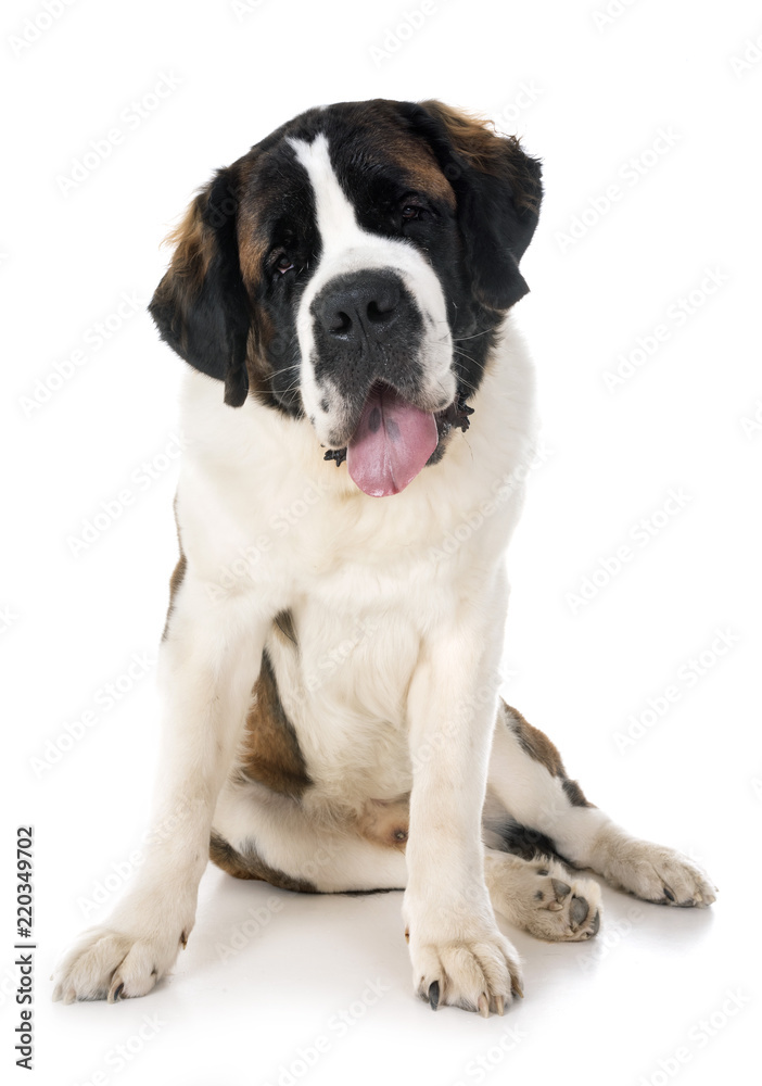 saint bernard in studio