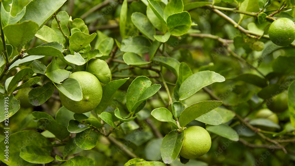 Limes on tree, close-up