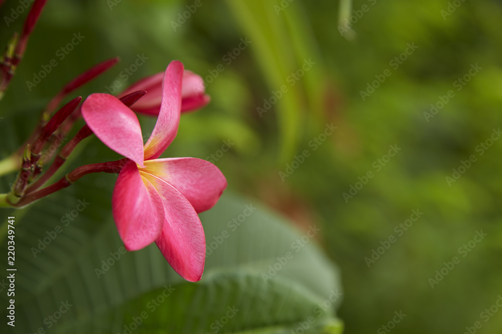 Close-Up Of Frangipani Blooming Outdoors Close-Up Of Frangipani Blooming Outdoors