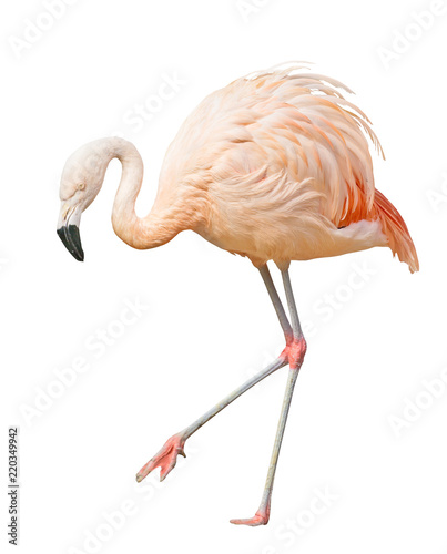 isolated on white walking one flamingo