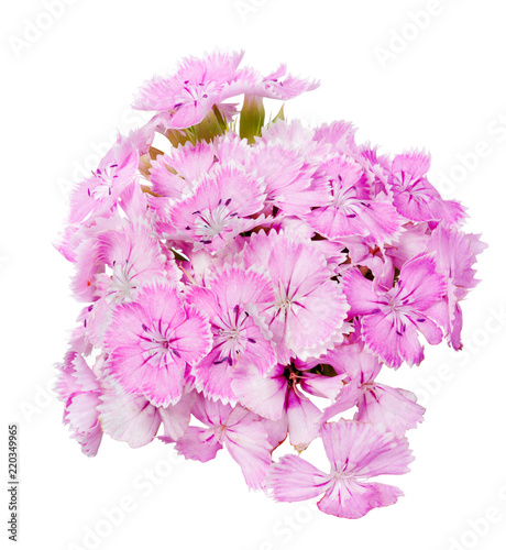 group of pink small blooms on white