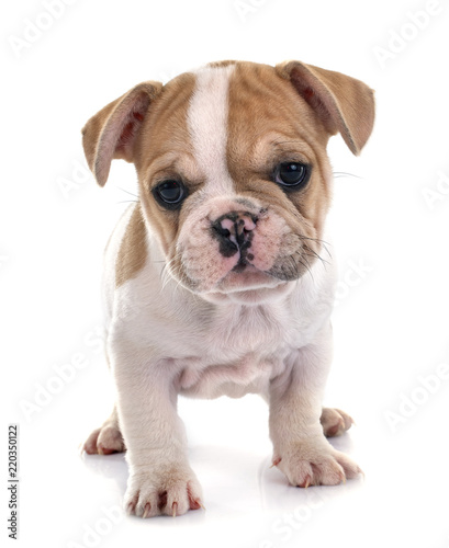 puppy french bulldog © cynoclub