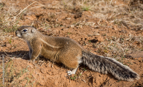 African Ground Squirrel photo