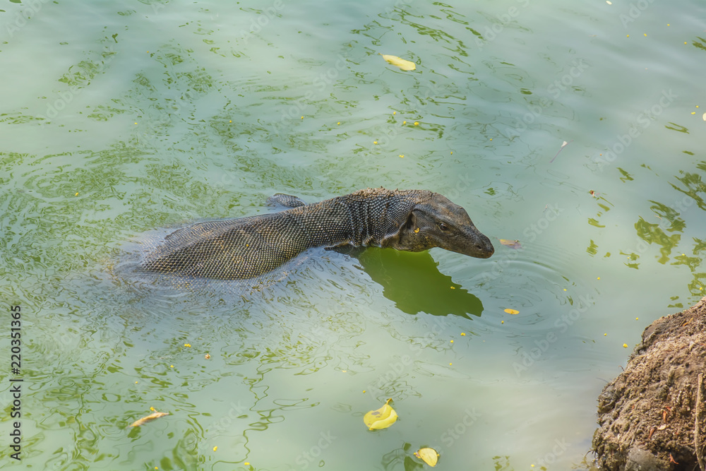 Varanus Salvator is swimming in swamp in the park. Varanus Salvator is swimming in swamp in the park.