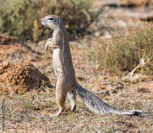 African Ground Squirrel photo