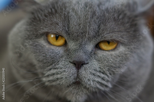 portrait of British Shorthair cat, selective focusADESTFV7