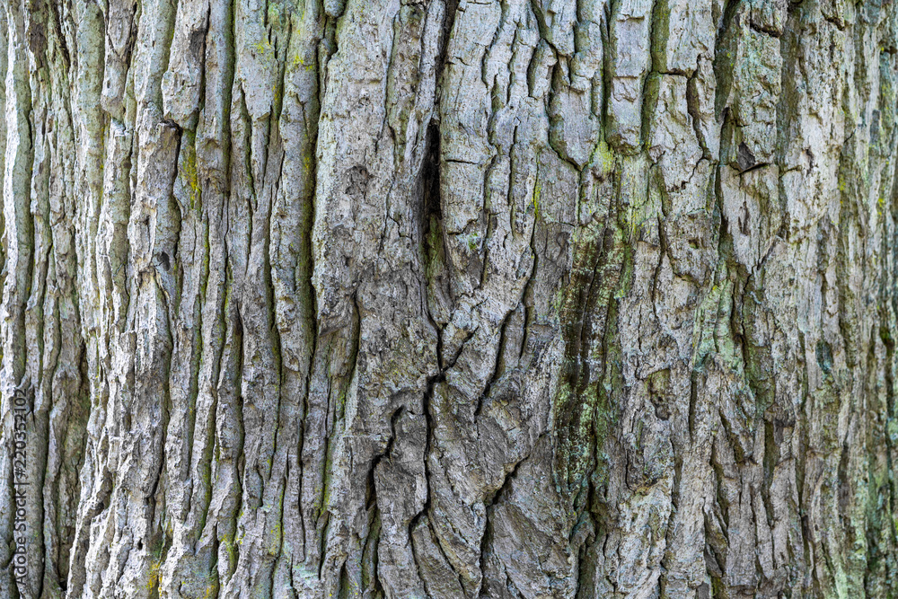 Naklejka premium Old tree bark with green meadow as a natural background