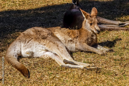 Obraz na płótnie kangaroo lazing in the sun
