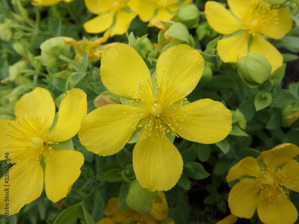 Naklejka premium wundervolle gelbe Blumen, Blüten