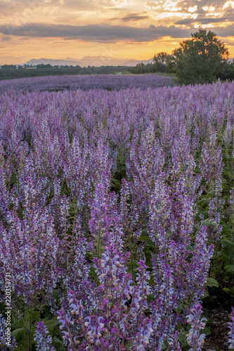 LAVENDER FIELDS PROVENCE